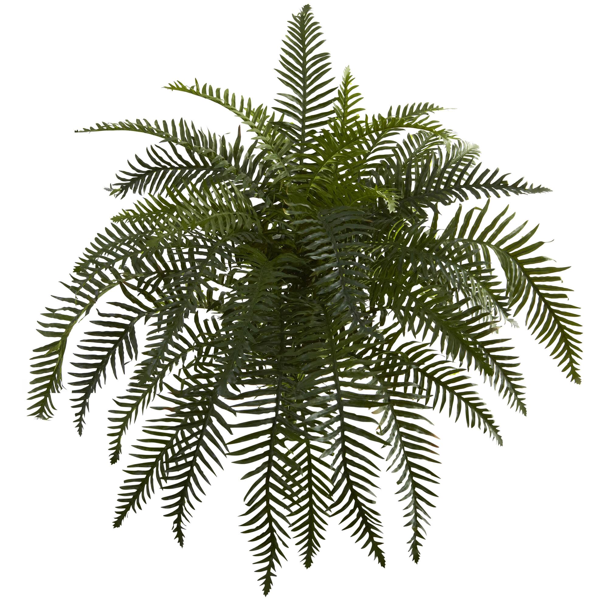 Green River Fern Plant, 2ct.
